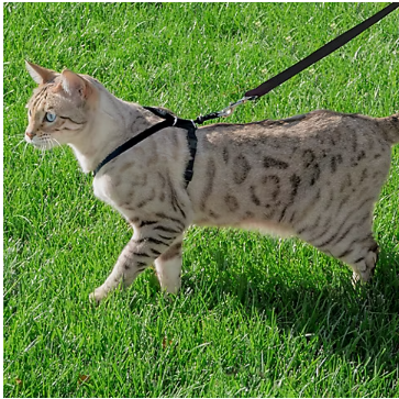 Premier Pet Cat Harness & Leash - Medium